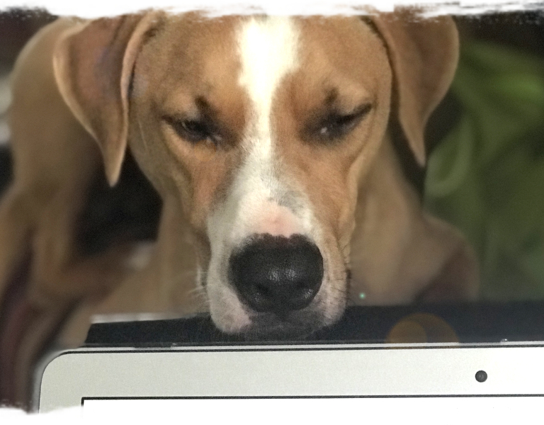 Hunde achten - Einzeltraining