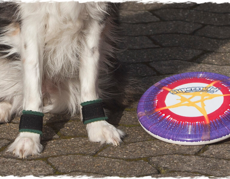 Hunde achten - Sporthunde