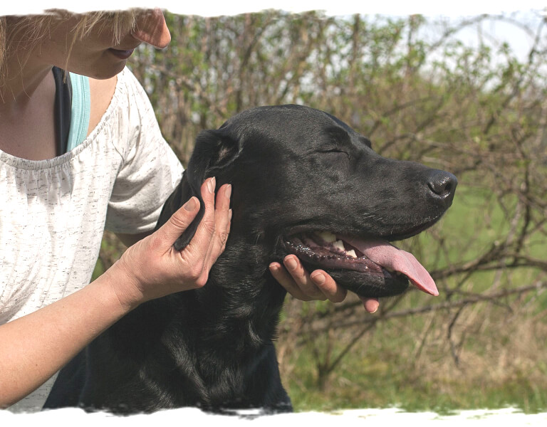 Hunde achten - Intensivseminar Tellington TTouch