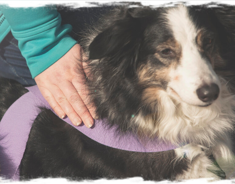 Hunde achten - Bandagen
