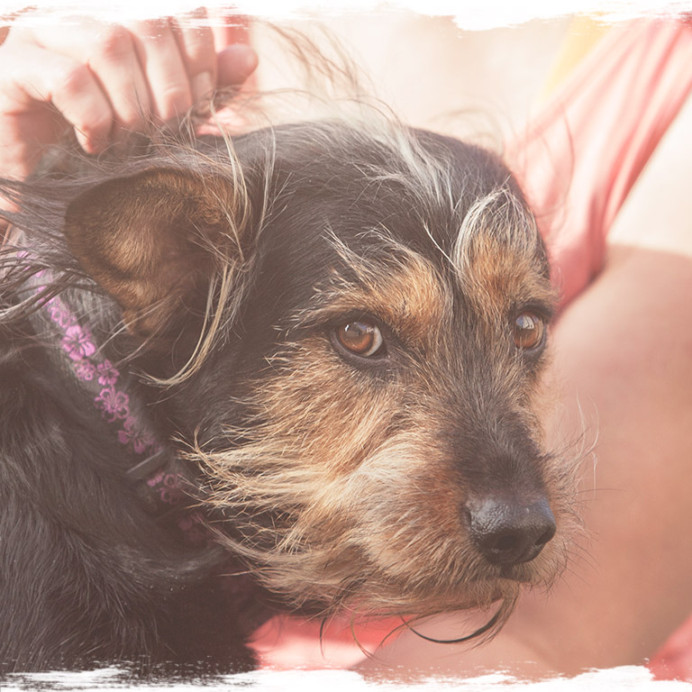 Hunde achten - Einzeltraining