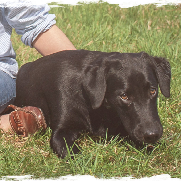 Hunde achten - Outdoortraining