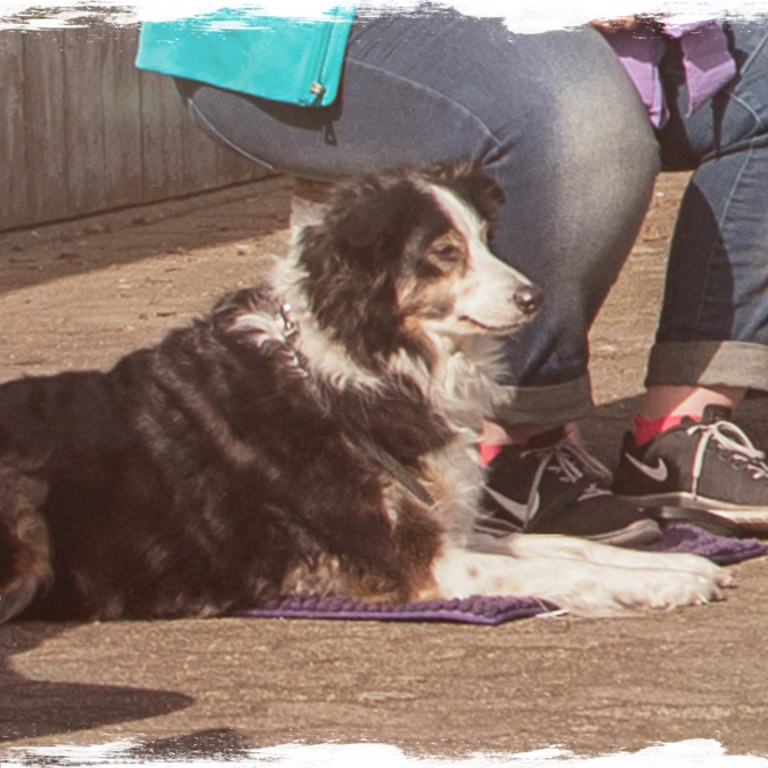 Hunde achten - Seminare