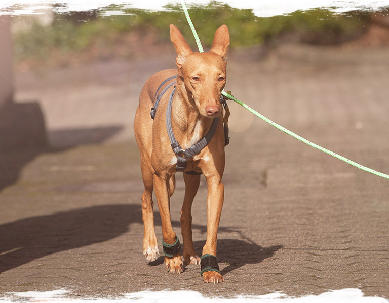 Hunde achten - Bodenarbeitskurs