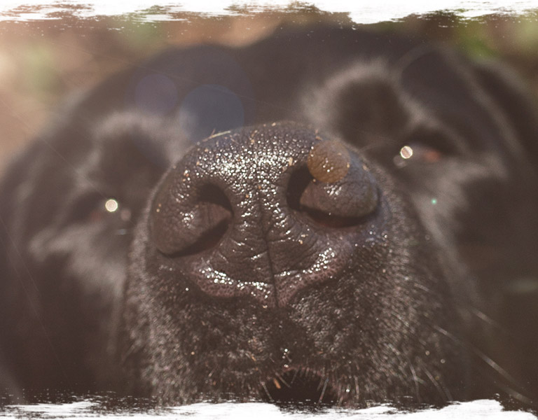 Hunde achten - Schnupperkurs
