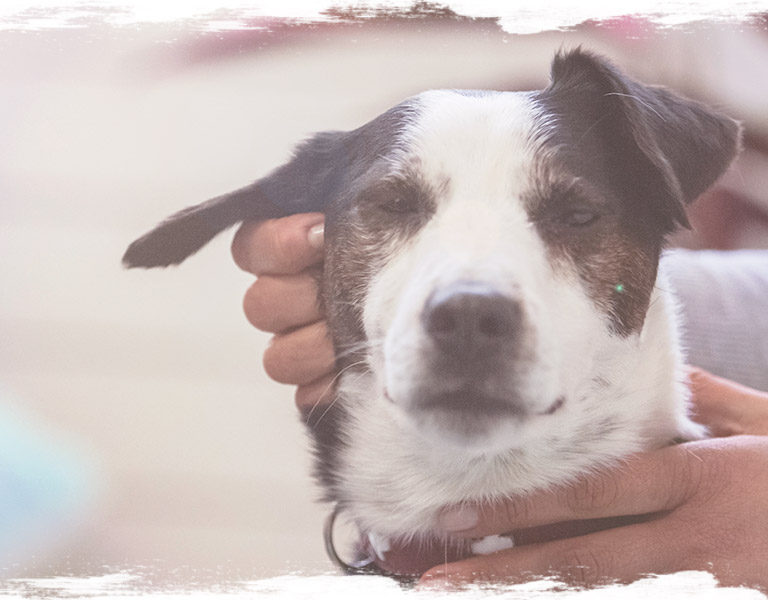 Hunde achten - Schnupperseminar