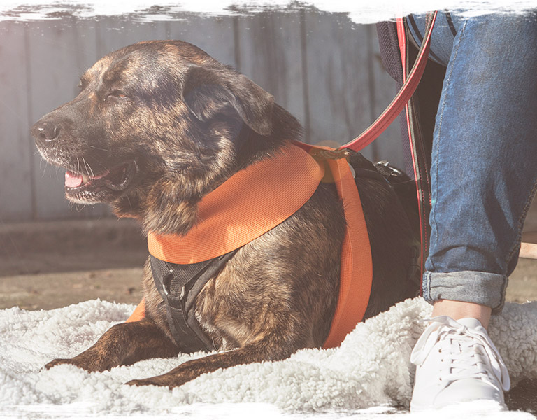 Hunde achten Tagesseminar Tellington TTouch