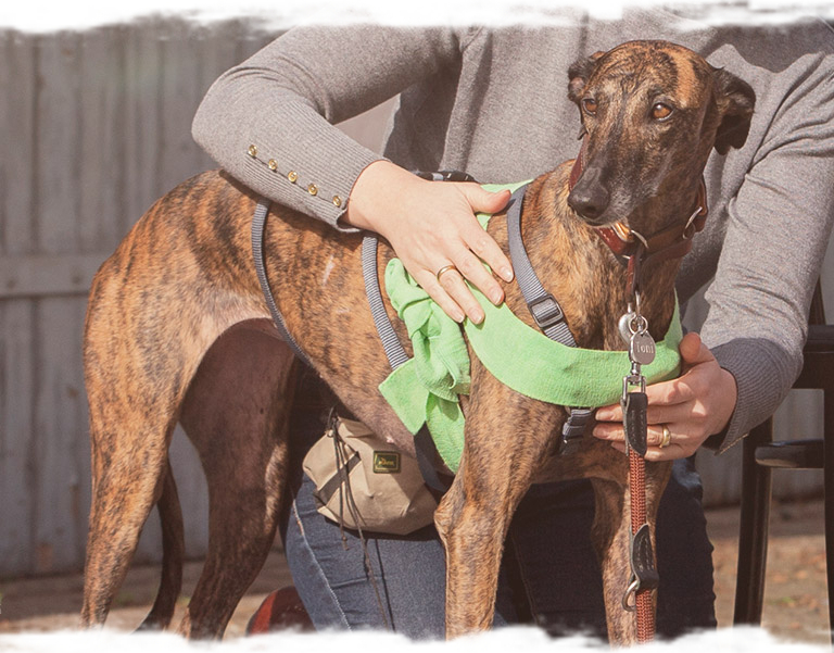 Hunde achten - Intensivseminar Tellington TTouch