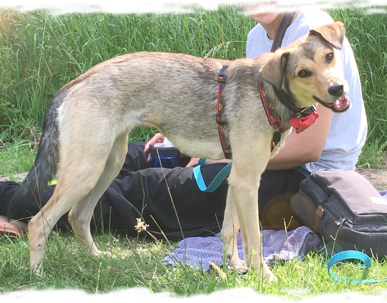 Hunde achten - Intensivseminar Tellington TTouch
