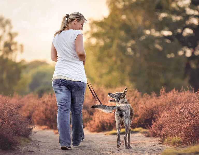 Hunde achten - Einzeltraining