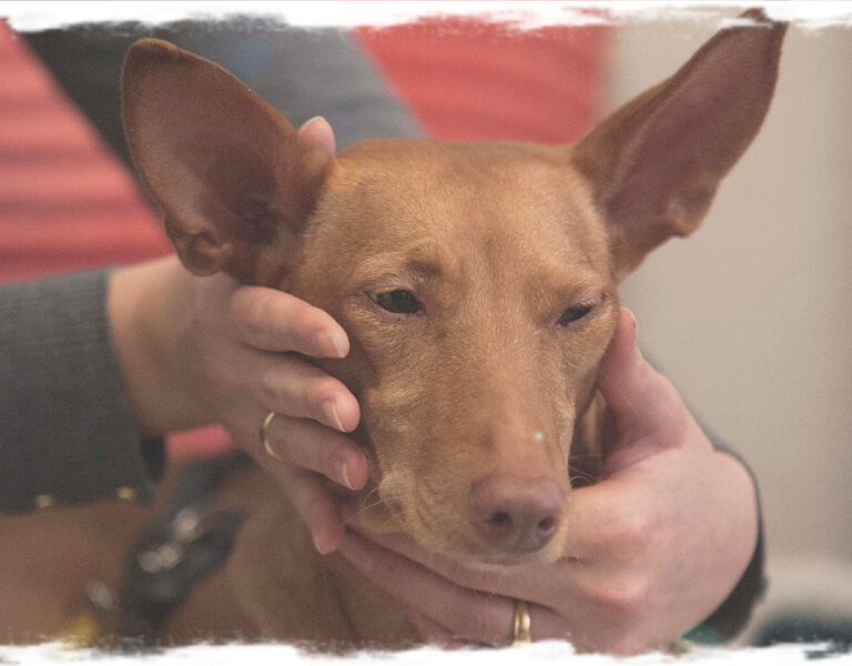 Hunde achten - Intensivseminar Tellington TTouch