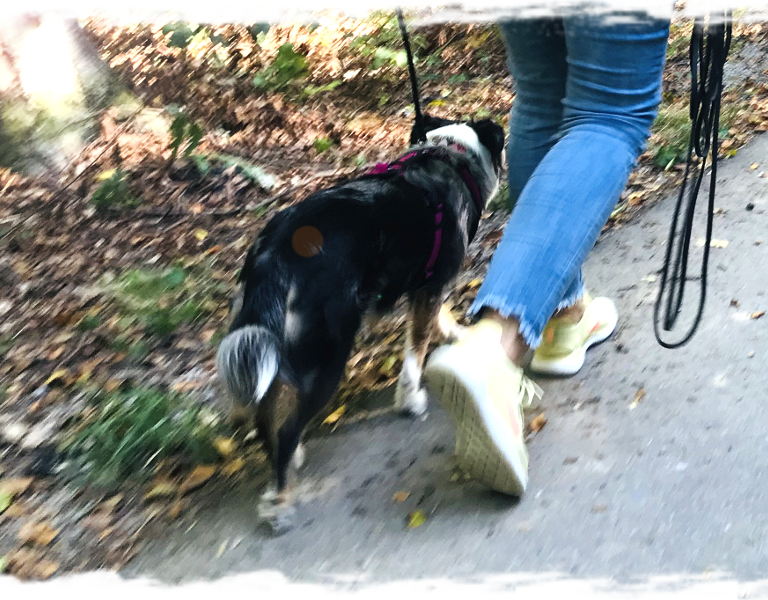 Hunde achten - Intensivseminar Tellington TTouch