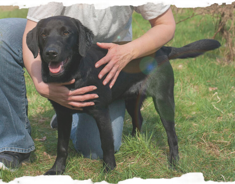 Hunde achten - Junghunde
