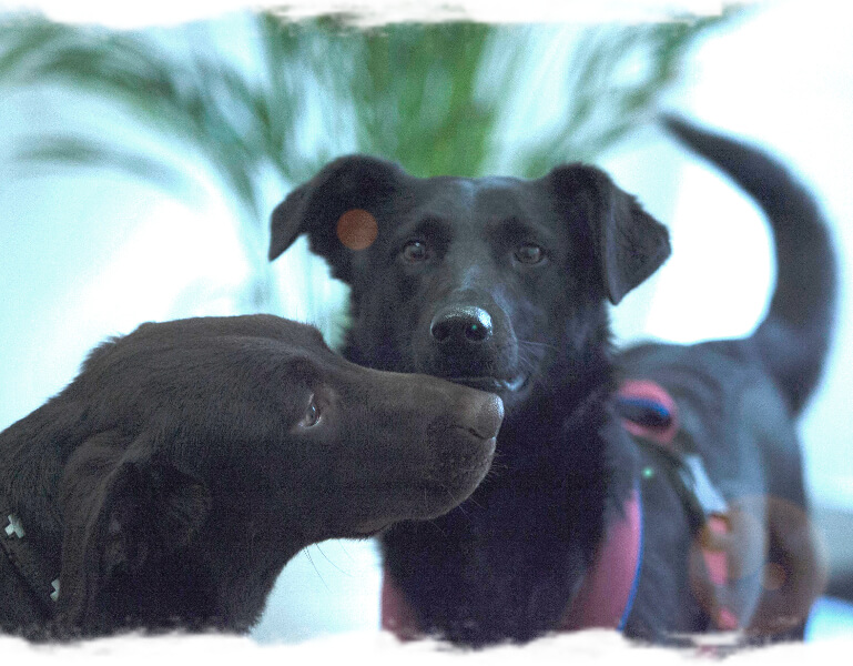 Hunde achten - Junghunde