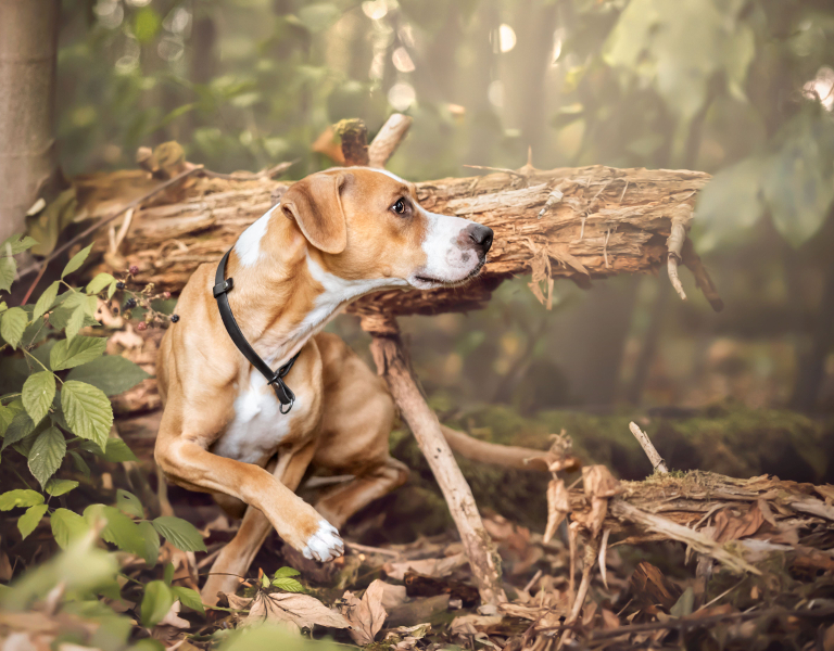 Hunde achten - Junghunde