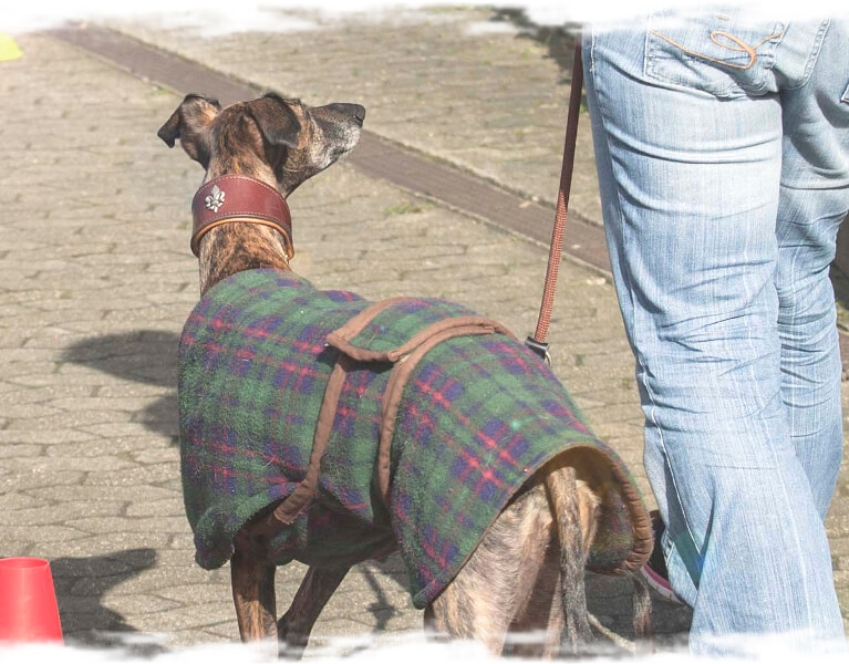 Hunde achten - Junghunde