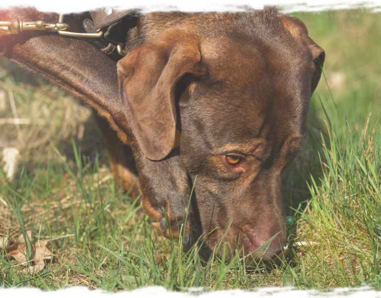 Hunde achten - Junghunde