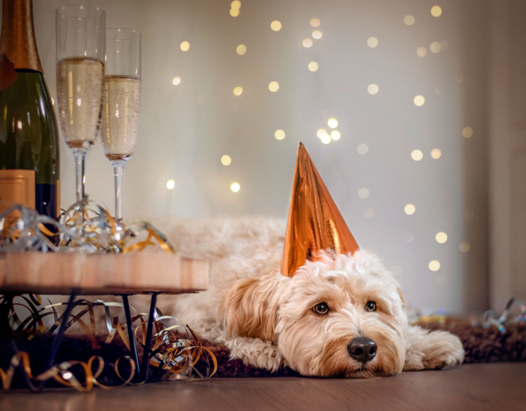 Hunde achten - Silvester-Seminar