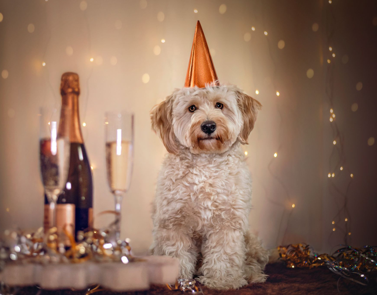 Hunde achten - Silvester-Seminar