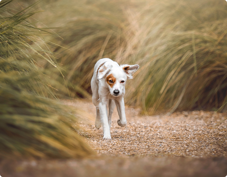 Hunde achten - Junghunde