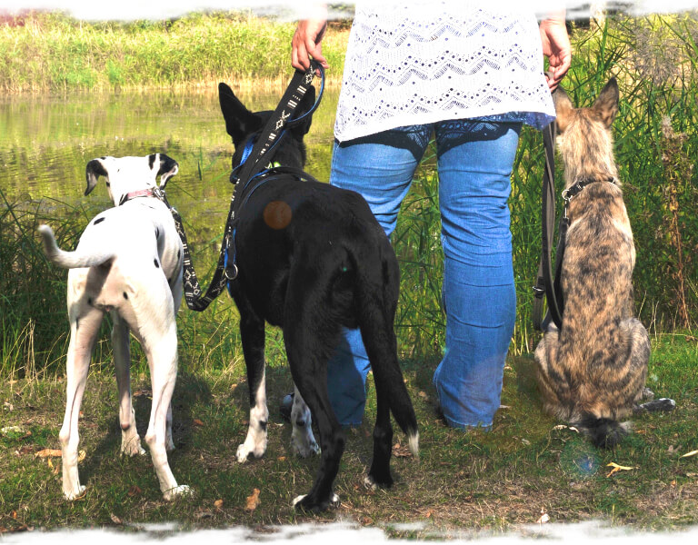 Hunden achten - Tellington TTouch