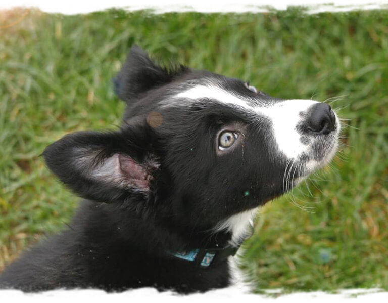 Hunde achten - Junghunde