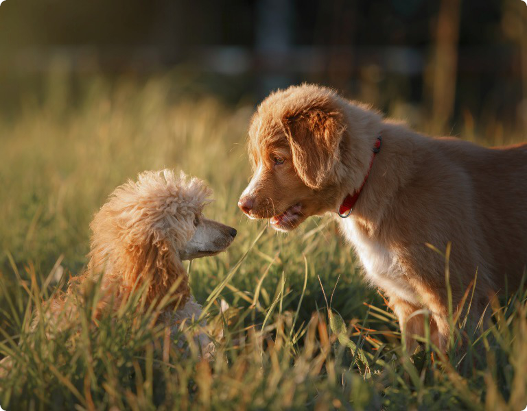 Hunden achten - Tellington TTouch